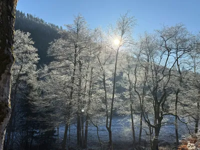 Trees in winter