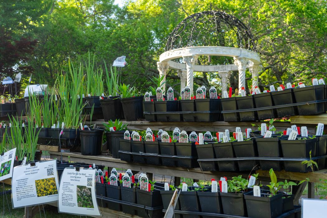 Native Plants at the Extension Master Gardener Volunteer Association Plant Sale