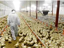 Poultry house worker in uniform
