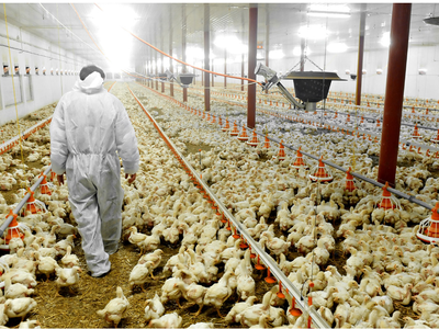 Poultry house worker in uniform