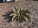 A young sago palm with some cold injury on the leaves.