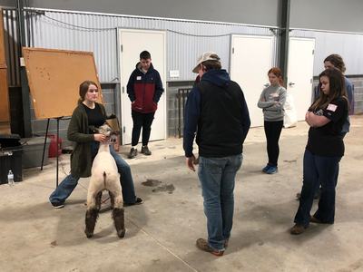 Young woman holding a clipped sheep by its head while several people watch inside a barn