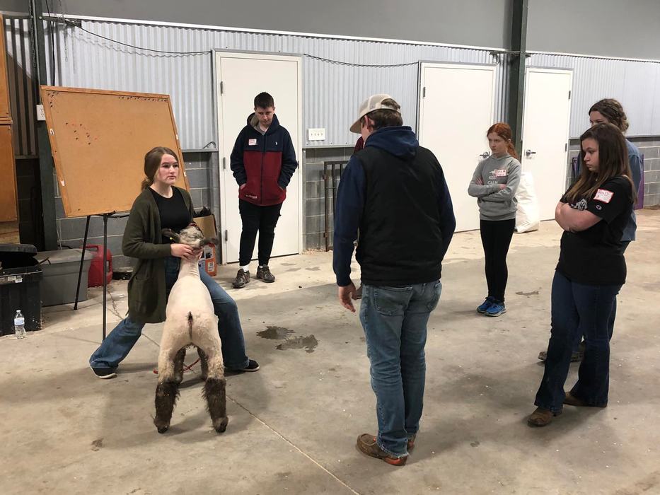 Young woman holding a clipped sheep by its head while several people watch inside a barn