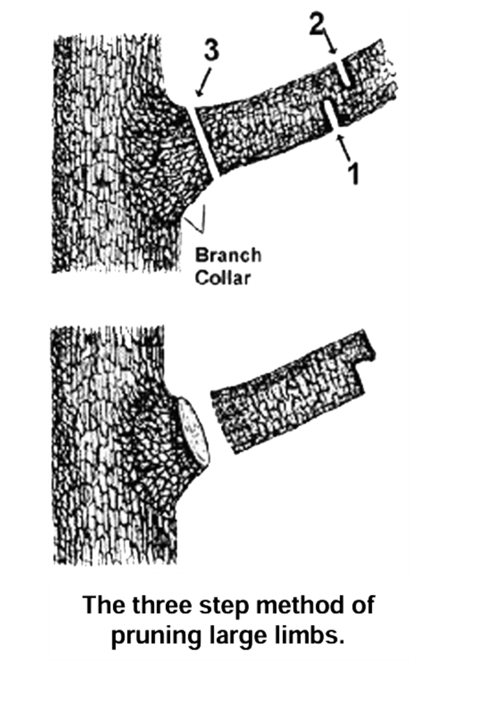 Photo shows a diagram of using the three step approach to pruning large limbs. 