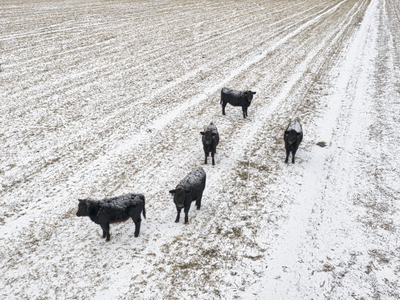 black calves standing in field with snow on their backs