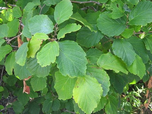 Broad green leaves on a short shrub.