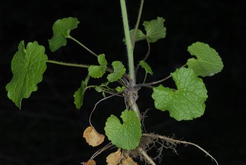 Small herbaceous plant with scalloped green leaves and exposed roots