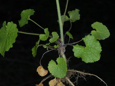 Small herbaceous plant with scalloped green leaves and exposed roots