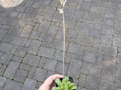 Succlents will bloom in ideal conditions. This is an example from our Therapeutic Horticulture greenhouse.