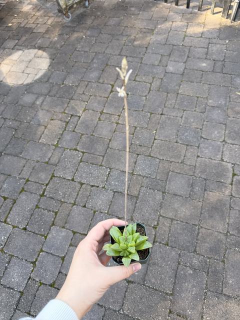Succlents will bloom in ideal conditions. This is an example from our Therapeutic Horticulture greenhouse.