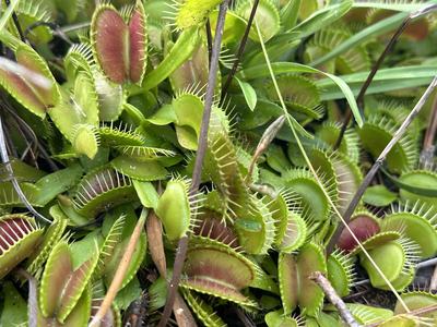 Venus Flytraps in Wilmington