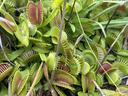 Venus Flytraps in Wilmington