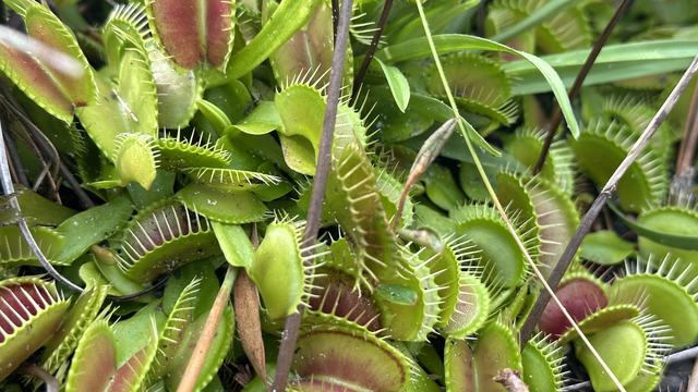 Venus Flytraps in Wilmington