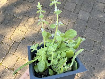 While succulent blooms are not common as houseplants, ideal conditions can cause unexpected, happy blooms in winter