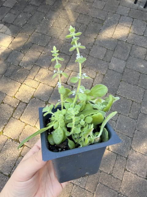 While succulent blooms are not common as houseplants, ideal conditions can cause unexpected, happy blooms in winter