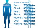 Silhouettes and water content: Brain 75%, Blood 83%, Heart 79%, Bones 22%, Muscles 75%, Liver 85%, Kidneys 83%