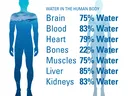 Silhouettes and water content: Brain 75%, Blood 83%, Heart 79%, Bones 22%, Muscles 75%, Liver 85%, Kidneys 83%