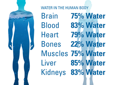 Silhouettes and water content: Brain 75%, Blood 83%, Heart 79%, Bones 22%, Muscles 75%, Liver 85%, Kidneys 83%