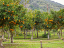 Orchard of orange trees behind a rope fence; text "Caswell County Center" visible