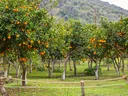 Orchard of orange trees behind a rope fence; text "Caswell County Center" visible