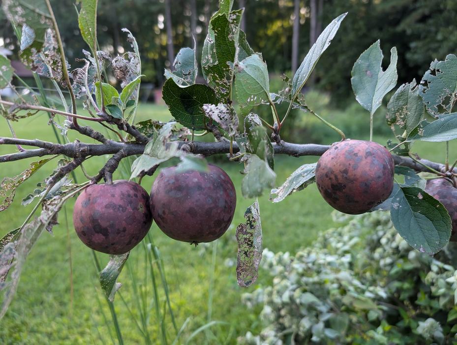  Apples ripening on a tree in a backyard orchard. This apple's leaves were eaten on by Japanese beetles and the fruit are covered in scab, which is an aesthetic issue. Apples can be challenging to grow in a backyard orchard, but with a little work you can be successful. Photo by Amanda Bratcher