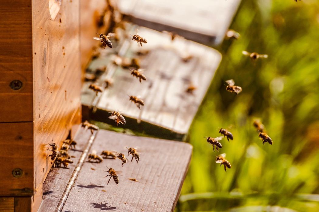 Bees returning to a beehive.