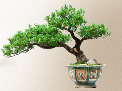 Bonsai tree