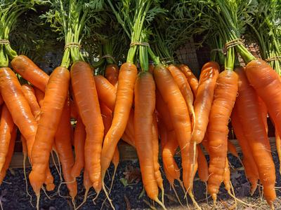 Beautiful farmers' market carrots!