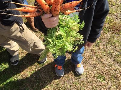 kid holding carrots