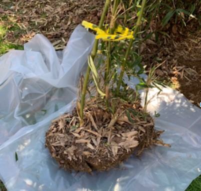 clump of soil with intact rivercane culms