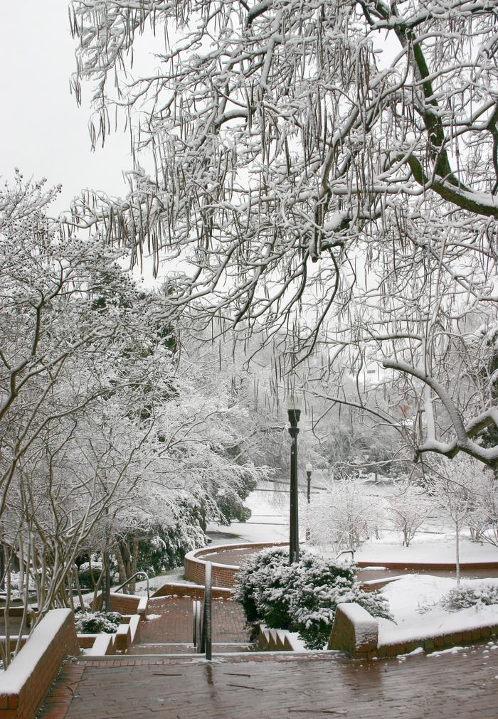 ice covered landscape and trees