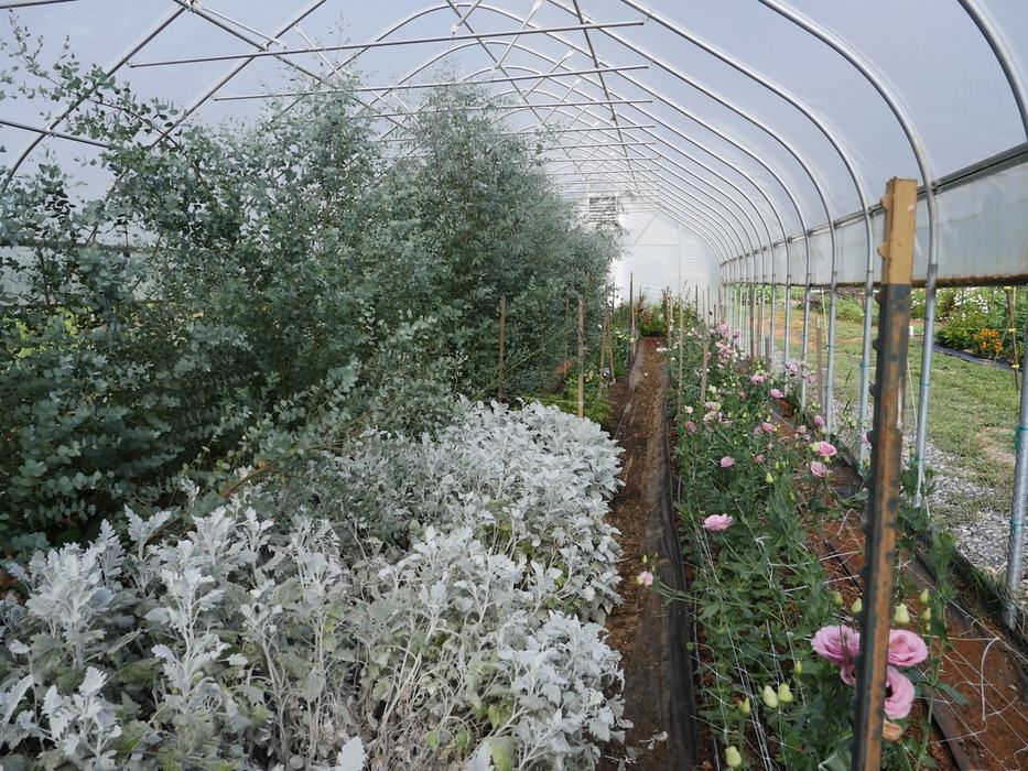 A variety of floral crops growing in a high tunnel.