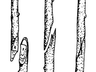 diagram of apples being grafted