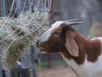 goat eating from bale of hay