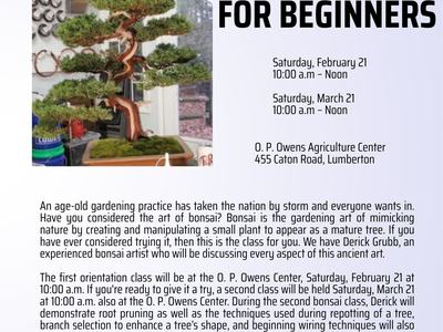 how to grow a bonsai tree (1)