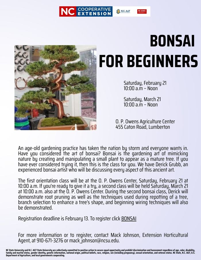 how to grow a bonsai tree (1)