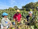 Three people standing among grapevines talking while inspecting vine leaves