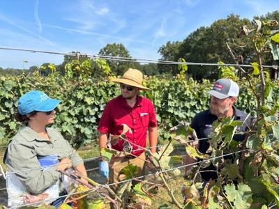 Three people standing among grapevines talking while inspecting vine leaves