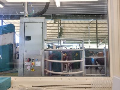 Cows in a metal milking stall behind a milking machine and control panel, viewed through glass