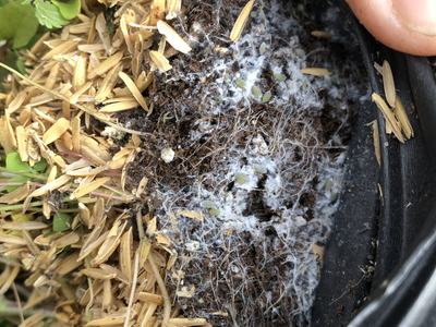 root aphid on potted perennial