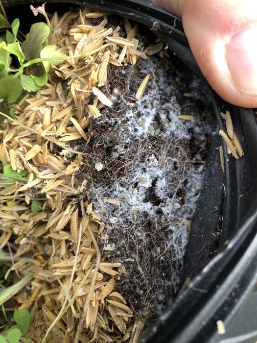 root aphid on potted perennial