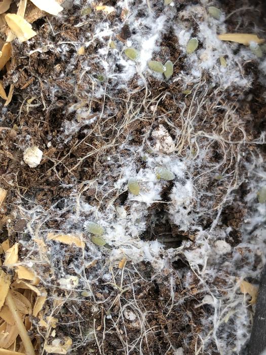 root aphid close up
