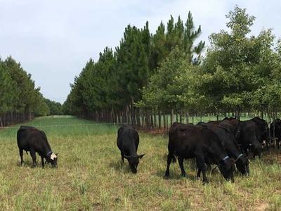 Beef cattle grazing among trees.