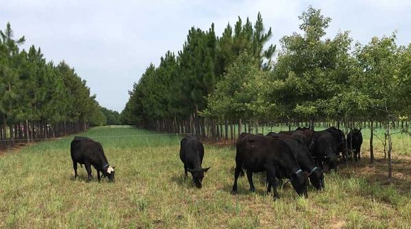 Beef cattle grazing among trees.