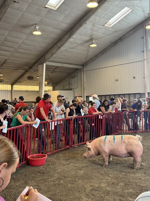 Large pig with blue markings standing in show ring as spectators lean on red rail
