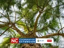 pine tree