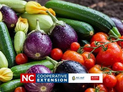 spring vegetable garden