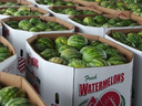 watermelon bins