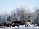 Longhorn cattle standing and resting on a snowy field with frost-covered trees
