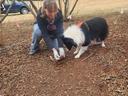 A woman and her black and white dog searching the soil in an orchard for truffles.